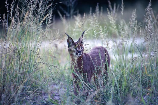 Caracal (Felix caracal), Maun, Ngamiland, Botswana, Africa