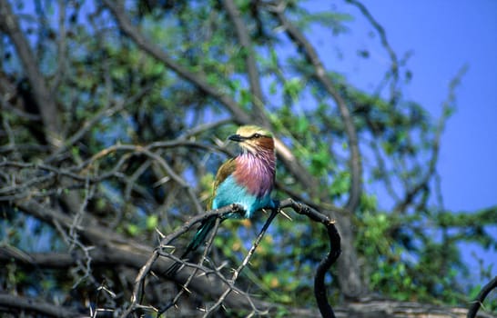 Lilacbreasted Roller (Coracias caudata), Moremi Wildlife Reserve, Ngamiland, Botswana, Africa