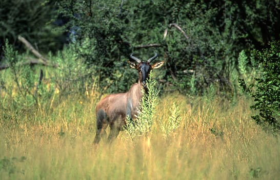 Red Hartebeest (Alcelaphus buselaphus), Moremi Wildlife Reserve, Ngamiland, Botswana, Africa