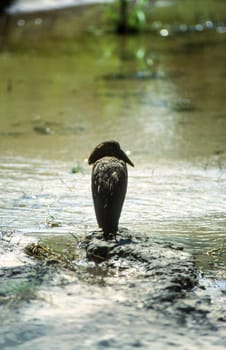 Hamerkop (Scopus umbretta), Moremi Wildlife Reserve, Ngamiland, Botswana, Africa