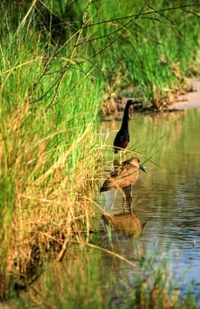 Hamerkop (Scopus umbretta), Moremi Wildlife Reserve, Ngamiland, Botswana, Africa