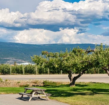 Recreation area with apple tree at the road with beautiful view of mountains. Recreation place on bright sunny day