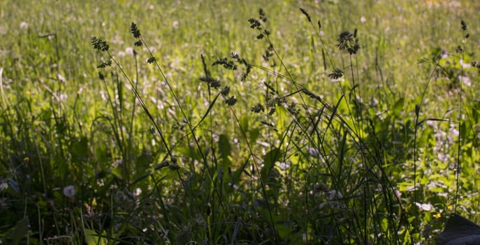 flowering ears of weeds. natural lawn in the bright sun. natural summer background with green grass