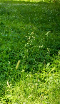 flowering ears of weeds. natural lawn in the bright sun. natural summer background with green grass