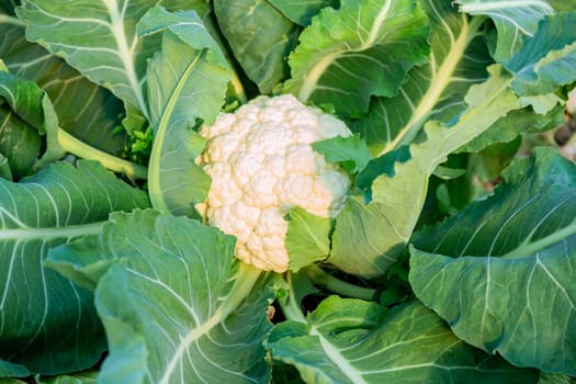 Cauliflower alone, close-up, growing in a greenhouse. Growing fresh vegetables.