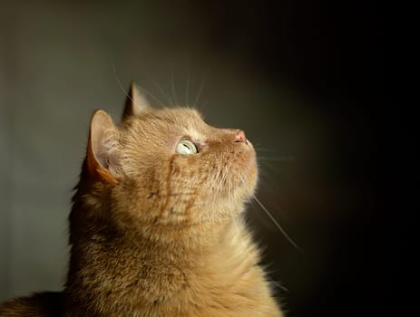 Closeup photography of portrait ginger kitten with green eyes on pastel background. Selective focus. Face of cat with dark background. Ginger domestic short haired cat staring off into the distance. High quality photo