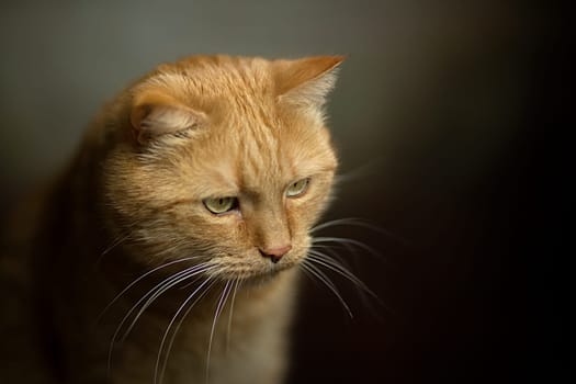 Closeup photography of portrait ginger kitten with green eyes on pastel background. Selective focus. Face of cat with dark background. Ginger domestic short haired cat staring off into the distance. High quality photo