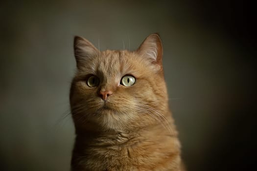 Closeup photography of portrait ginger kitten with green eyes on pastel background. Selective focus. Face of cat with dark background. Ginger domestic short haired cat staring off into the distance. High quality photo