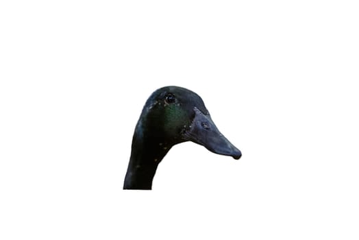 Close up of a black duck head isolated on white background.