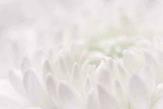 Abstract floral background, white purple chrysanthemum flower petals. Macro flowers backdrop for holiday design. Soft focus