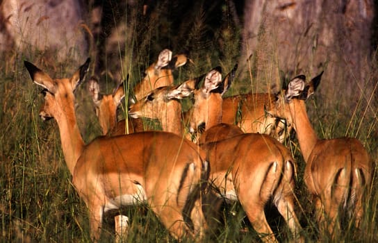 Impala (Aepyceros melampus), Moremi Wildlife Reserve, Ngamiland, Botswana, Africa