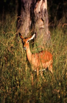 Impala (Aepyceros melampus), Moremi Wildlife Reserve, Ngamiland, Botswana, Africa