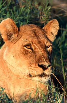 Lion (Panthera leo), Moremi Wildlife Reserve, Ngamiland, Botswana, Africa