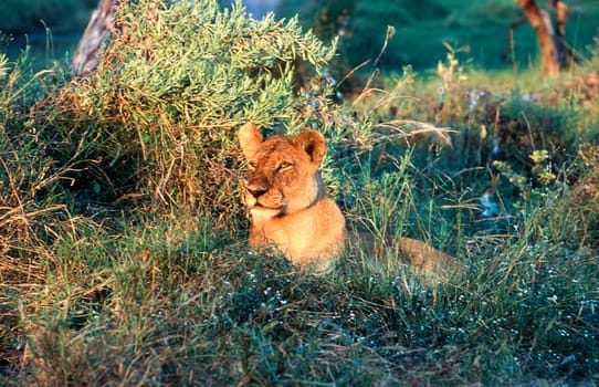 Lion (Panthera leo), Moremi Wildlife Reserve, Ngamiland, Botswana, Africa