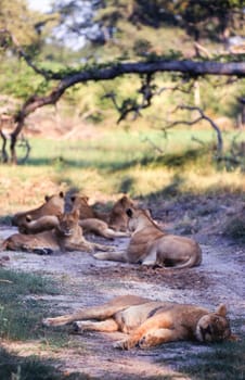 Lion (Panthera leo), Moremi Wildlife Reserve, Ngamiland, Botswana, Africa