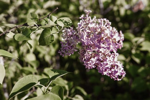 Lilac flowers on a green lilac bush close-up. Spring concert. Lilac garden