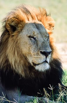 Lion (Panthera leo), Moremi Wildlife Reserve, Ngamiland, Botswana, Africa