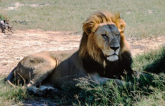Lion (Panthera leo), Moremi Wildlife Reserve, Ngamiland, Botswana, Africa