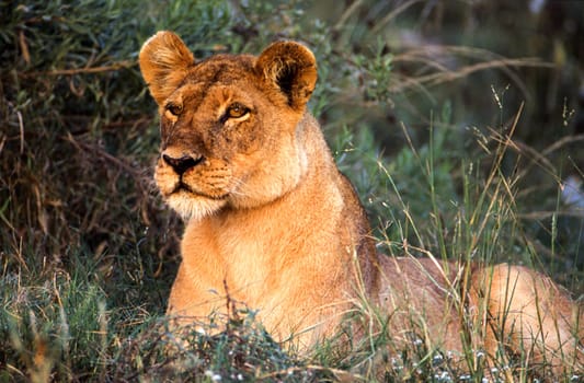Lion (Panthera leo), Moremi Wildlife Reserve, Ngamiland, Botswana, Africa