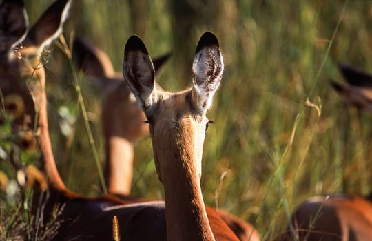 Impala (Aepyceros melampus), Moremi Wildlife Reserve, Ngamiland, Botswana, Africa