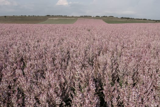 Field of Clary sage - Salvia Sclarea in bloom, cultivated to extract the essential oil and honey. Field with blossom sage plants during golden sunset, relaxing nature view.
