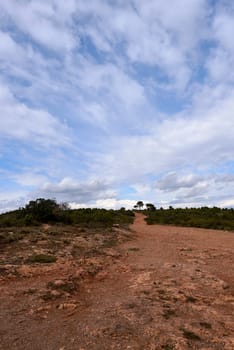 Stony path to a lonely pine tree.sky with white clouds, lines, rock, nobody, empty space, scrub vegetation