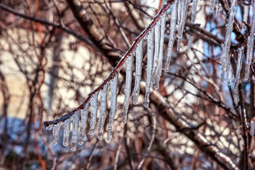 Beauty frozen tree branch in winter ice.