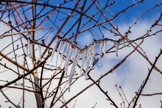 Beauty frozen tree branch in winter ice.