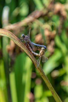 Dragonfly, male and female during the breeding season. Make love