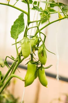 Tomatoes are hanging on a branch in the greenhouse. The concept of gardening and life in the country.