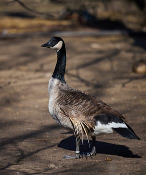 An adult Canadian goose stands in nature