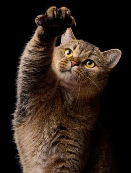 Adult gray cat raised his front paw, black background