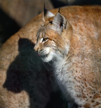 Portrait of a lynx sitting in profile on the street, sunny day