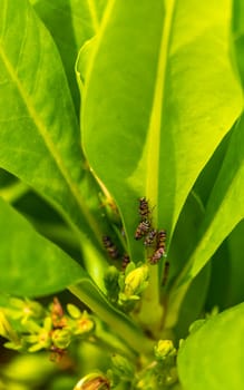 Beautiful small colorful cicadas on green leaves of a plant in Playa del Carmen Quintana Roo Mexico.