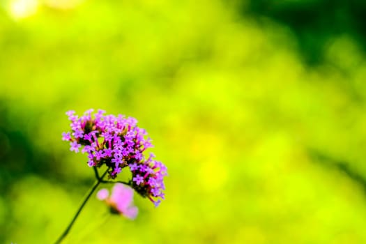 lovely violet purple little flower over blur green nature background.