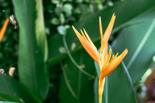 Orange flower strelitzia reginae paradise brid tropical leaves nature background.