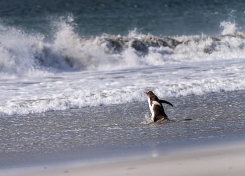 Gentoo penguin walking on beach to sea at Bluff Cove Falkland Islands with wings outstretched