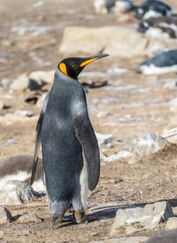 King Penguin standing erect on the beach at Bluff Cove on Falkland Islands