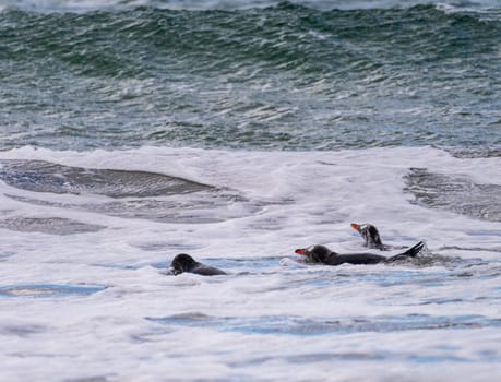 Group of Gentoo penguins swimming in sea at Bluff Cove Falkland Islands
