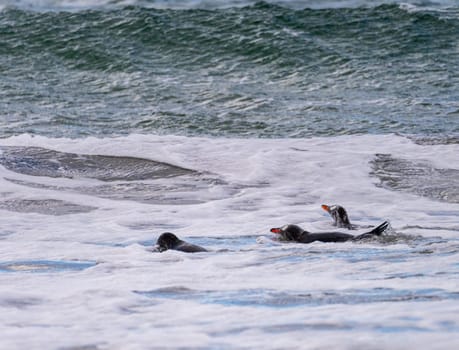 Group of Gentoo penguins swimming in sea at Bluff Cove Falkland Islands