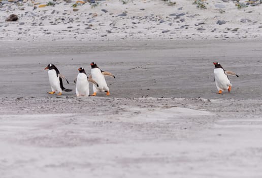 Group of Gentoo penguins running on beach to sea at Bluff Cove Falkland Islands