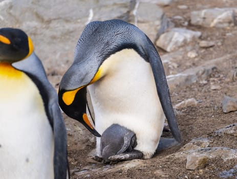 King Penguin caring for its chick on its feet or flippers at Bluff Cove on Falkland Islands