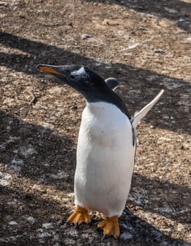 Gentoo penguin standing and stretching wings at Bluff Cove Falkland Islands