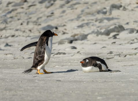 Pair of Gentoo penguin on beach by the sea at Bluff Cove Falkland Islands