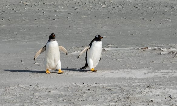Pair of Gentoo penguins walking on beach to sea at Bluff Cove Falkland Islands