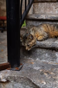 Very beautiful cat on the colorful steps in the city of Istanbul, homeless cats, homeless animals in urban cities, street stairs