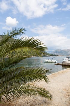 Palm trees near the Bay of Kotor in Montenegro. Beautiful view of the sea and yachts