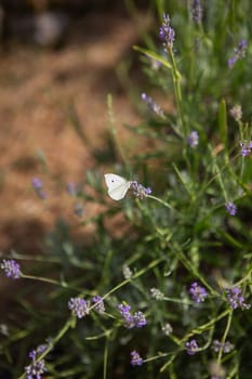 Lavender flower field, a small white butterfly sits on a purple flower