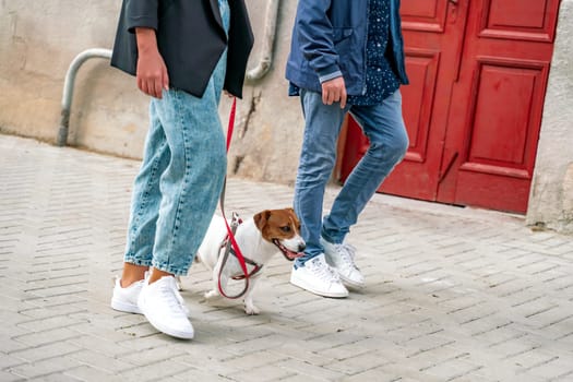 A girl and a boy are walking with a Jack Russell Terrier, walking down the street.