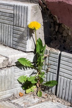 Dandelion flower with green leaves on the stairs close up